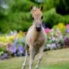 Hunterberry Hill Novelty Edition - 2014 AMHA/AMHR Pinto Filly sired by Grosshill Dandys Special Edition - AMHA/AMHR Futurity Nominated