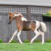 Hunterberry Hill Impressive Exotica - 2014 AMHA/AMHR Pinto Filly sired by Rivenburghs Jess Let Me Impress