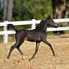 Hunterberry Hill Simply Impressive - 2014 AMHA/AMHR Bay Colt sired by Rivenburghs Jess Let Me Impress