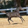 Hunterberry Hill Simply Impressive - 2014 AMHA/AMHR Bay Colt sired by Rivenburghs Jess Let Me Impress