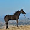 Hunterberry Hill Impressive Romance - 2014 Black Colt sired by Rivenburghs Jess Let Me Impress.